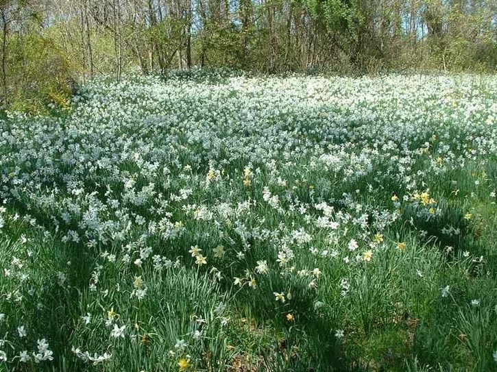 Image-0CACC56ED83811DA